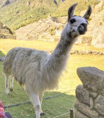 Machu Picchu, Peru