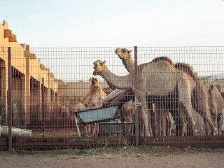 Camel souq Al Ain